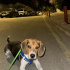 1 yaşında Dişi Beagle fotoğraf