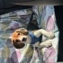 1 yaşında Dişi Beagle fotoğraf