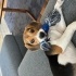 1 yaşında Dişi Beagle fotoğraf