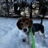 1 yaşında Dişi Beagle fotoğraf