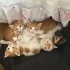 Sarı Şekerler yuva arıyor (4 dişi ,2 erkek) fotoğraf