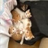 Sarı Şekerler yuva arıyor (4 dişi ,2 erkek) fotoğraf