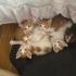 Sarı Şekerler yuva arıyor (4 dişi ,2 erkek) fotoğraf