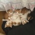 Sarı Şekerler yuva arıyor (4 dişi ,2 erkek) fotoğraf