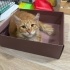 DÜNYA İYİSİ BİR KEDİCİK fotoğraf