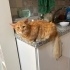 DÜNYA İYİSİ BİR KEDİCİK fotoğraf