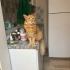DÜNYA İYİSİ BİR KEDİCİK fotoğraf