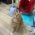 DÜNYA İYİSİ BİR KEDİCİK fotoğraf