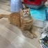 DÜNYA İYİSİ BİR KEDİCİK fotoğraf