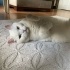 4 YAŞINDA KISIR BRİTİSH BARINAKTA ÇOK MUTSUZ fotoğraf