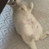 4 YAŞINDA KISIR BRİTİSH BARINAKTA ÇOK MUTSUZ fotoğraf