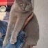 7 aylık British Shorthair tatlı mı tatlı bir kedidir. Yumuşacık tüylü fotoğraf