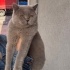 7 aylık British Shorthair tatlı mı tatlı bir kedidir. Yumuşacık tüylü fotoğraf
