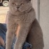7 aylık British Shorthair tatlı mı tatlı bir kedidir. Yumuşacık tüylü fotoğraf