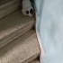 Acil yuva arıyor apartmana atildi