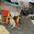 Yavru çoban köpeklerine çok acil yuva arıyoruz fotoğraf