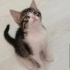 Ponçik yuva arıyor fotoğraf