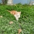 İnsan canlısı, sevecen, hemen kucağınıza oturuverir😺 fotoğraf