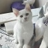 Pamuk şekerlere yuva fotoğraf