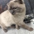Kedi sahiplendi fotoğraf