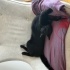 Bombay Karizmatik kedi Badem fotoğraf
