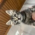 1 aylık Süpriz yuva arıyor fotoğraf