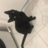 Merhaba ben Kuki fotoğraf