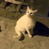 Kısırlaştırma şartı ile fotoğraf
