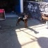 5.5 Aylık Rottweiler Kırması – Cana Yakın ve Enerjik Yavru Sahiplendirme