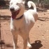 Ücretsiz sahiplenme Luna Husky melez lütfen okuyun fotoğraf