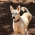Ücretsiz sahiplenme Luna Husky melez lütfen okuyun fotoğraf