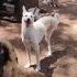 Ücretsiz sahiplenme Luna Husky melez lütfen okuyun fotoğraf