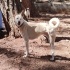 Ücretsiz sahiplenme Luna Husky melez lütfen okuyun fotoğraf