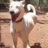 Ücretsiz sahiplenme Luna Husky melez lütfen okuyun fotoğraf