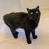 Ücretsiz sahiplenme pofidik British çok nadir fever renk kedi acil yuva fotoğraf