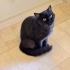 Ücretsiz sahiplenme pofidik British çok nadir fever renk kedi acil yuva fotoğraf