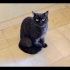 Ücretsiz sahiplenme pofidik British çok nadir fever renk kedi acil yuva fotoğraf