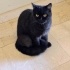 Ücretsiz sahiplenme pofidik British çok nadir fever renk kedi acil yuva fotoğraf