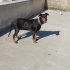 Ücretsiz sahiplendirme 7buçuk yaşında Doberman fotoğraf