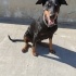Ücretsiz sahiplendirme 7buçuk yaşında Doberman fotoğraf