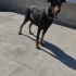 Ücretsiz sahiplendirme 7buçuk yaşında Doberman fotoğraf