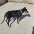 Ücretsiz sahiplendirme 7buçuk yaşında Doberman fotoğraf