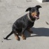Ücretsiz sahiplendirme 7buçuk yaşında Doberman fotoğraf