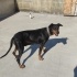Ücretsiz sahiplendirme 7buçuk yaşında Doberman fotoğraf