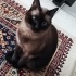 Sakin İki Kedi... fotoğraf