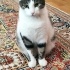 Sakin İki Kedi... fotoğraf