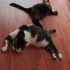 Sakin İki Kedi... fotoğraf