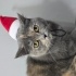 Scottish fold dik kulak fotoğraf