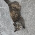 Scottish fold dik kulak fotoğraf