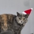 Scottish fold dik kulak fotoğraf